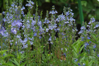 Veronica austriaca subsp.  teucriumBrede ereprijs bestellen